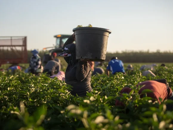 California OSHA inspectors don’t visit worksites even when workers are injured