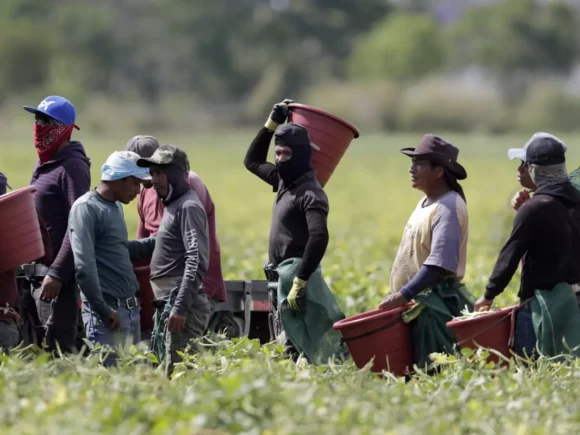 California lawmakers blast state’s workplace safety agency over ‘dangerous’ farmworker conditions