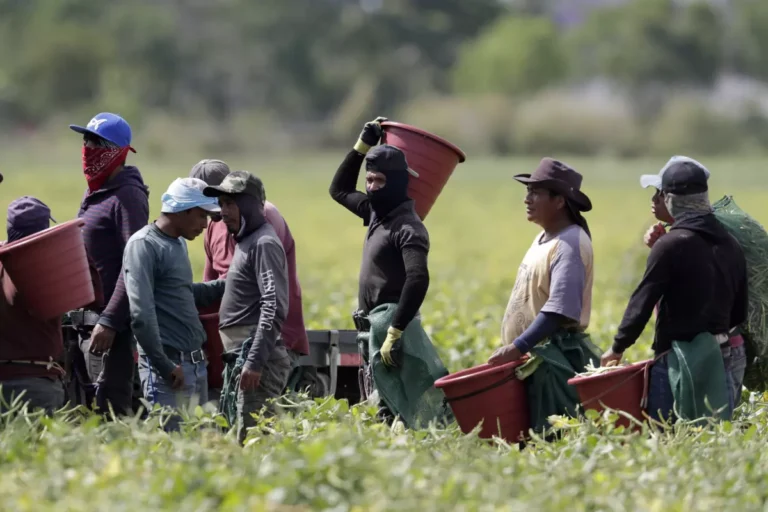 California lawmakers blast state’s workplace safety agency over ‘dangerous’ farmworker conditions